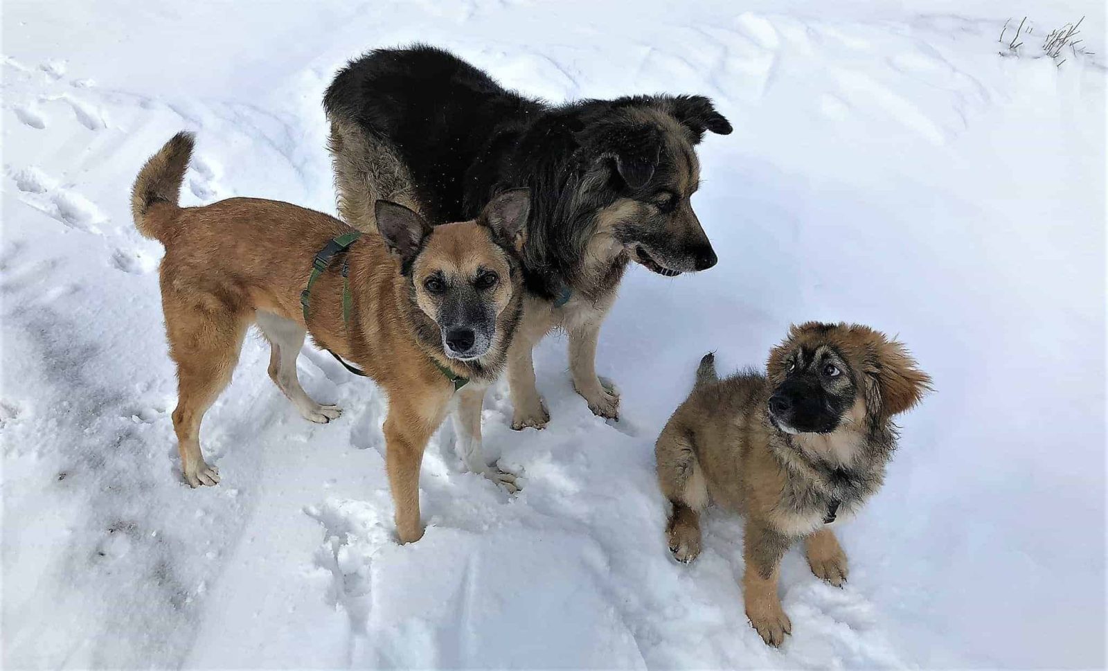 I tre cani sulla neve