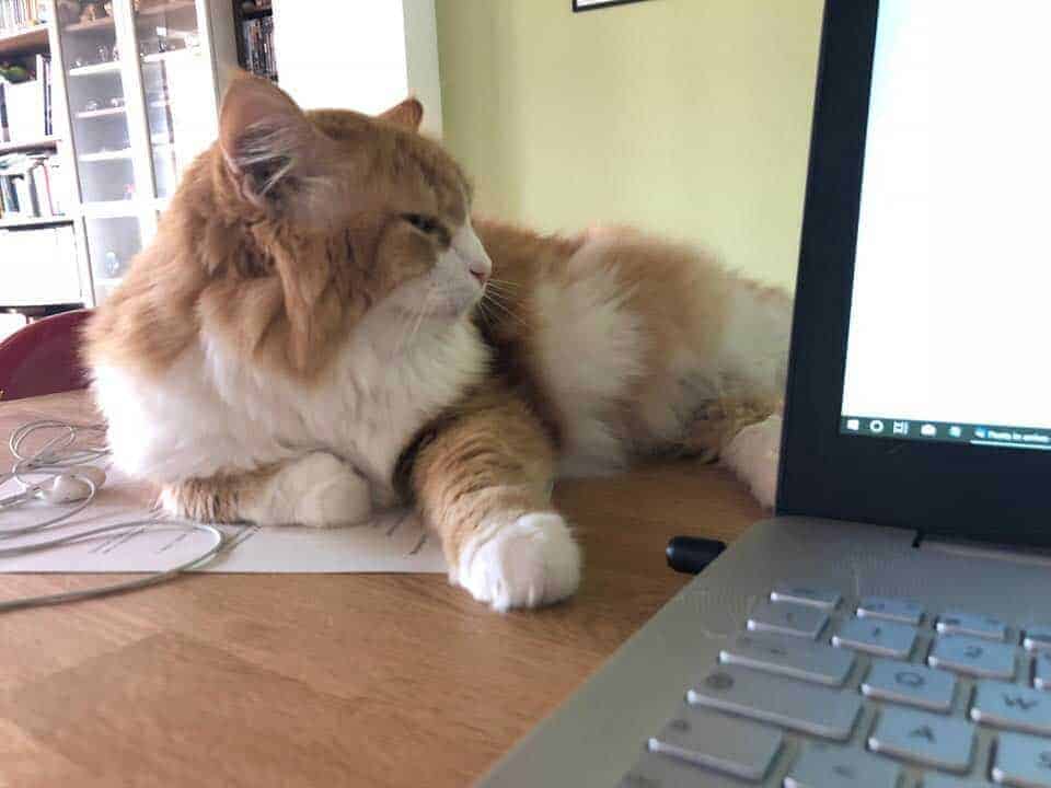 Ginger al computer