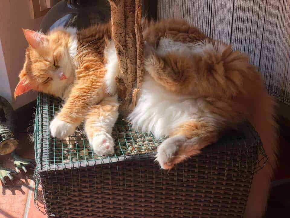 Ginger che dorme sulla pianta