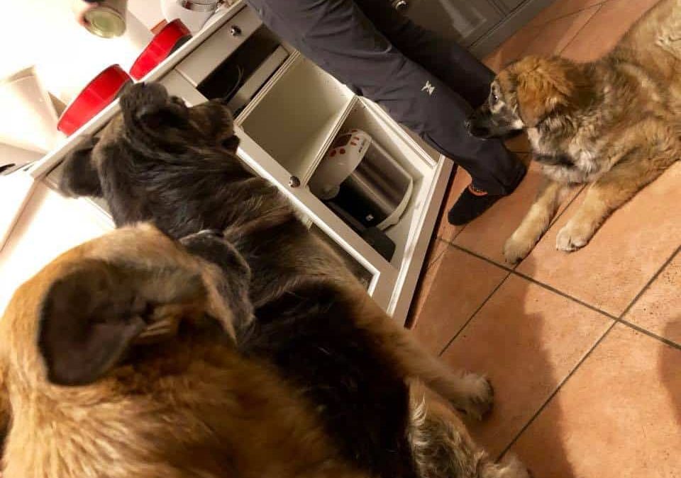 Tre cani rispettano il rituale della preparazione del cibo