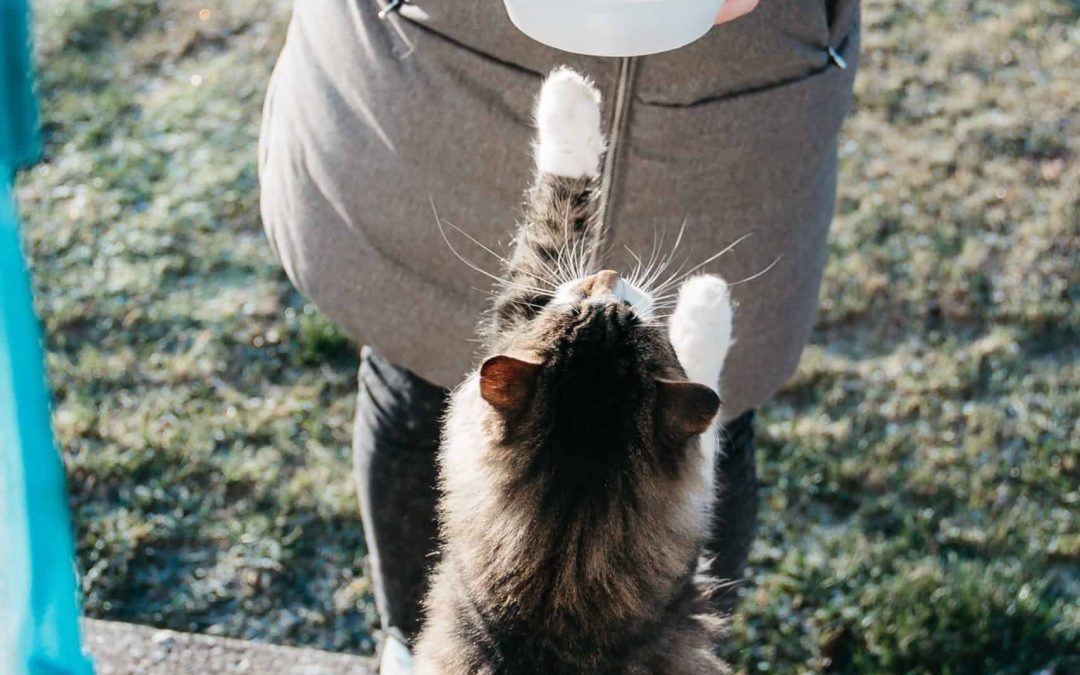 mangime per gatto