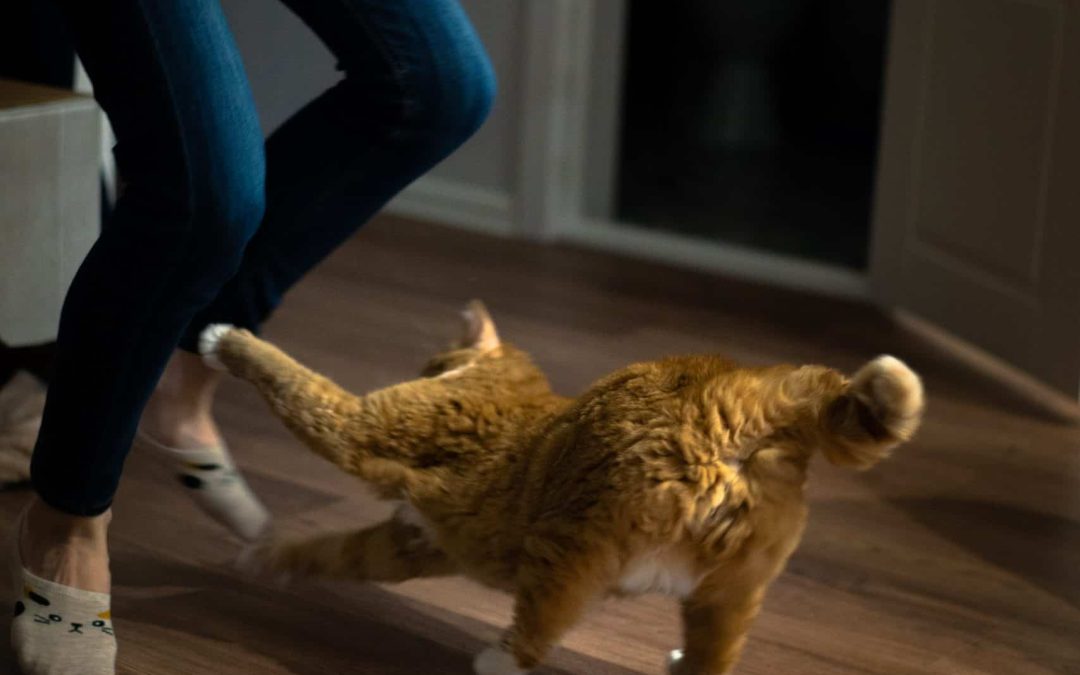 i comportamenti dei gatti