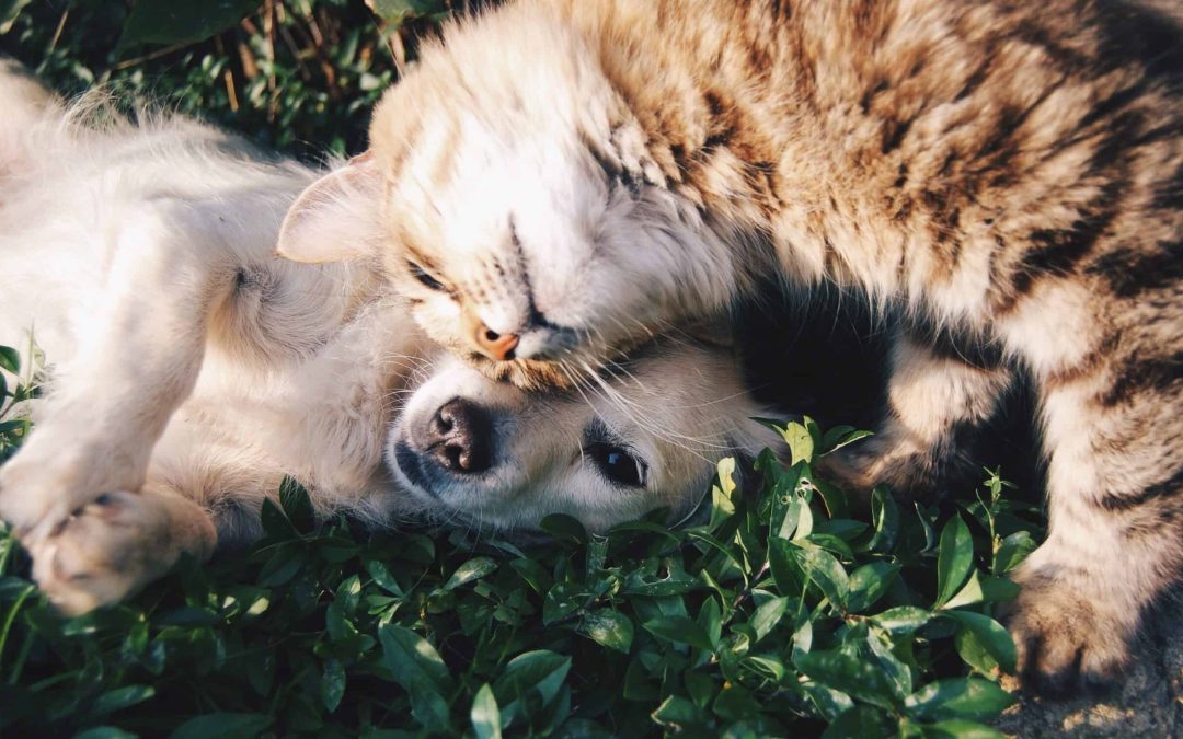 Importanza dell'equilibrio minerale per cani e gatti