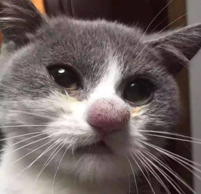 puntura d'ape su naso di gatto
