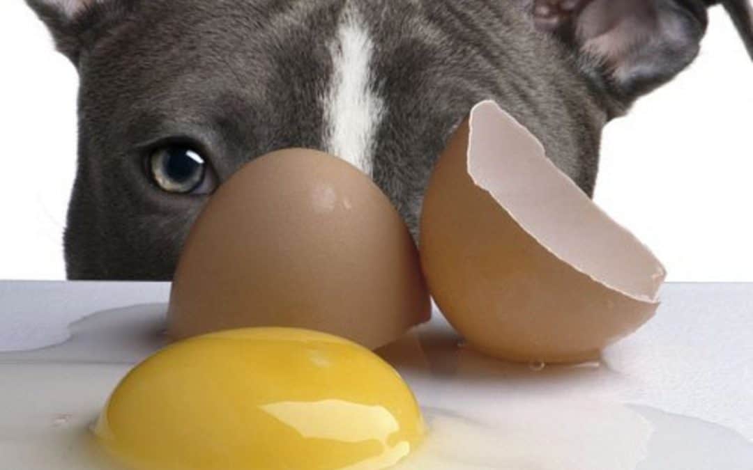 Cani, gatti e uova