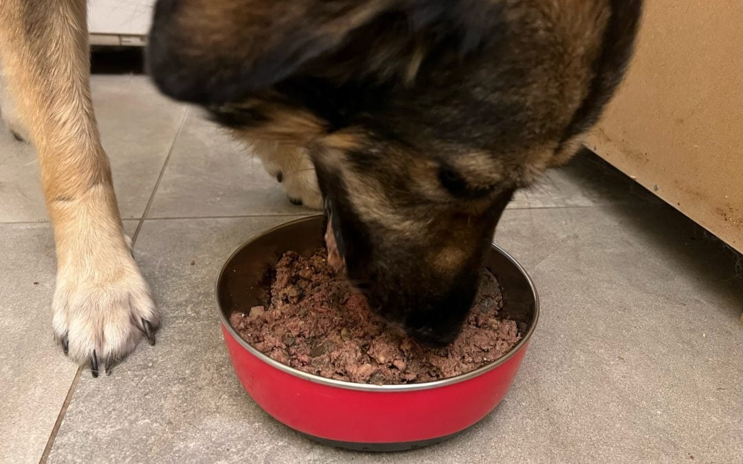 Una prospettiva professionale sulla corretta alimentazione dei cani