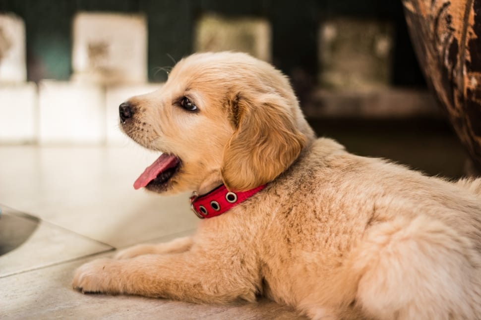 Golden Retriever prodotti Reico