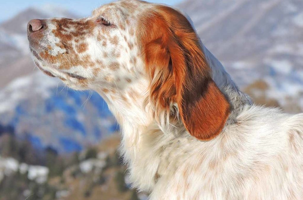 Setter Inglese, Scozzese o Irlandese: Reico ha pensato a tutti
