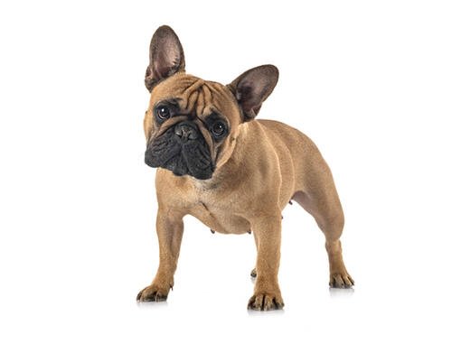 Bulldog francese