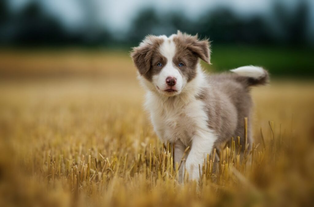Cucciolo di border collie