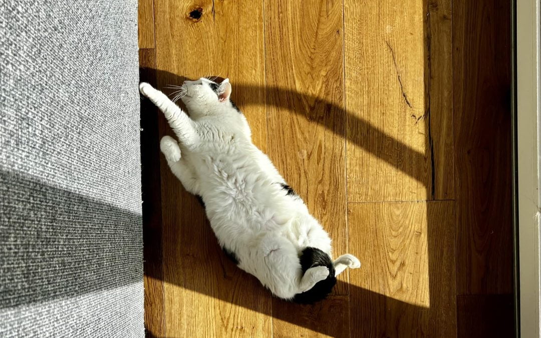 Gatto che mangia Reico