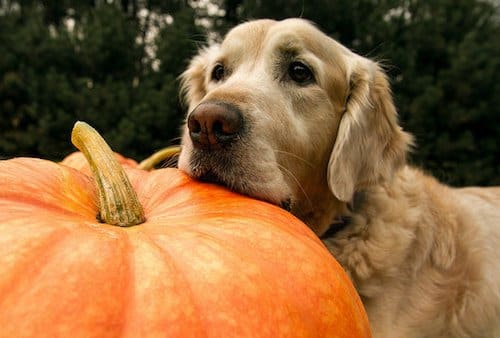 La zucca negli alimenti Reico