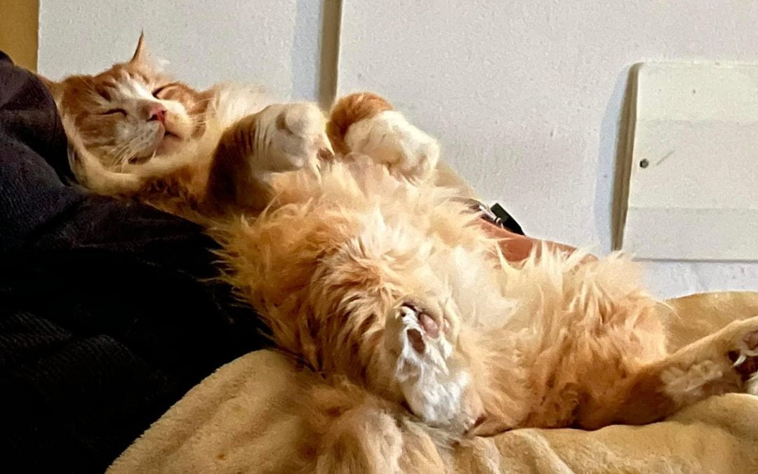 I gatti amano il pesce?