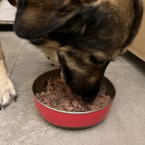 Cane che mangia carne fresca