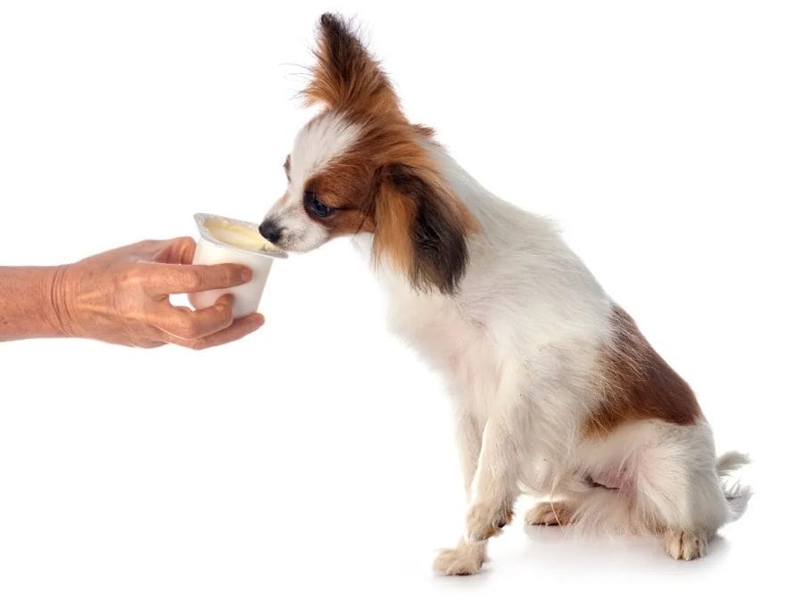 Cani e yogurt: amici o nemici?
