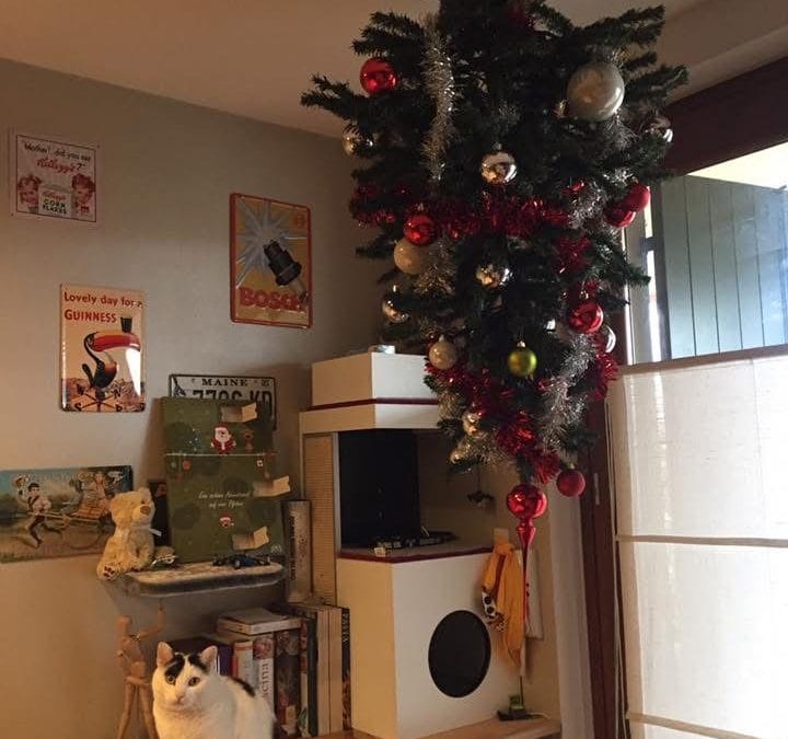 Come rendere il Natale sicuro per gli animali da compagnia