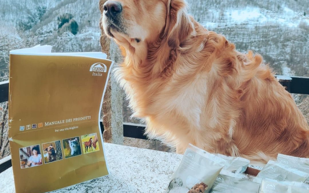 Labrador Retriever: l’alimentazione ideale per un cane sano ed equilibrato con Reico Vital Systeme