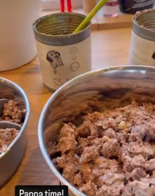 Reico per cani: FAQ sull’alimentazione naturale