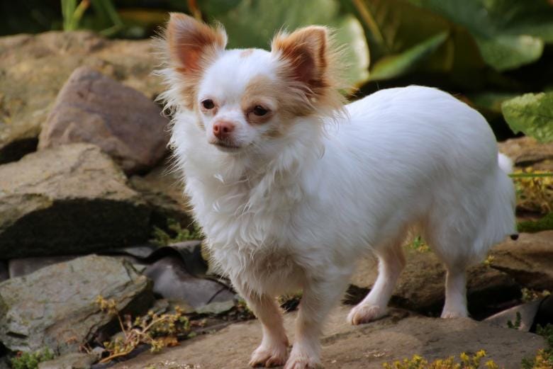 Chihuahua: l’alimentazione perfetta per prevenire problemi dentali e digestivi