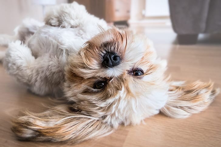 Shih Tzu: prevenire allergie e problemi di pelle con un’alimentazione naturale