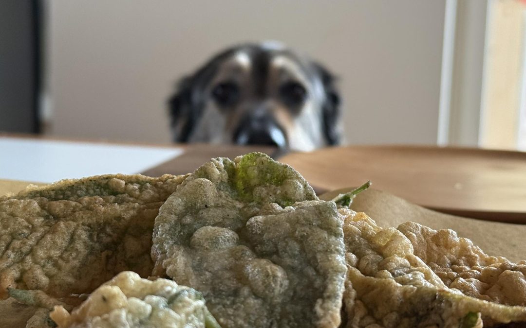 Cani e glutine: la verità